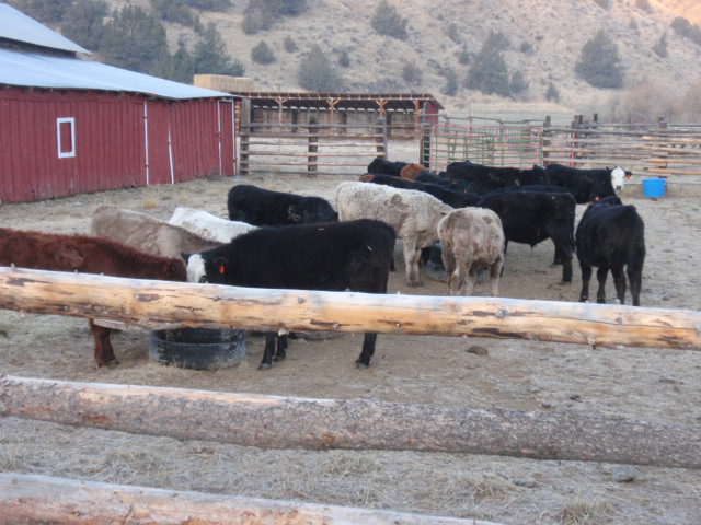 My little steer project | Ranchers.net