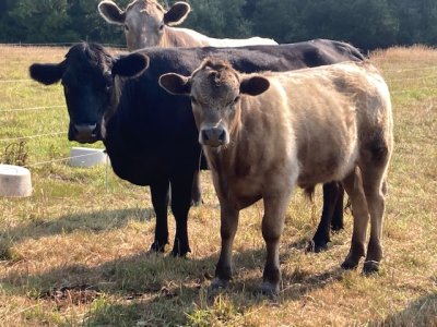 Itty Bitty and upsided own calf.JPG